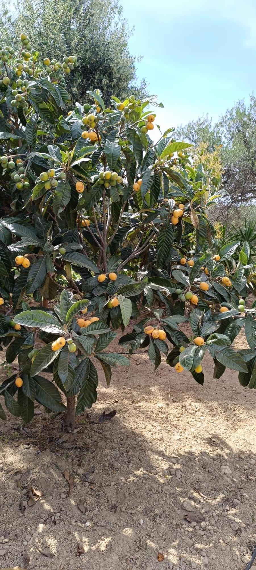 Anatolika Stamatis Paradise Dempla المظهر الخارجي الصورة